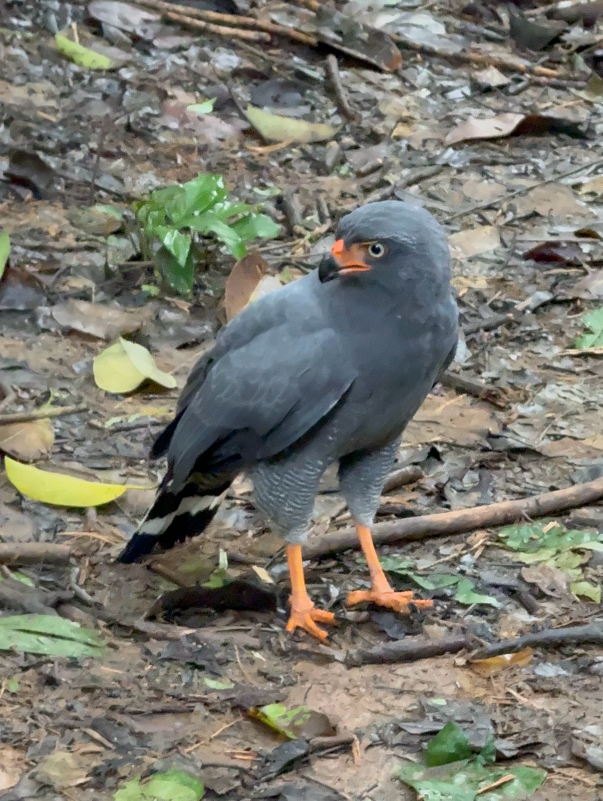 Águila harpía de la Amazonía