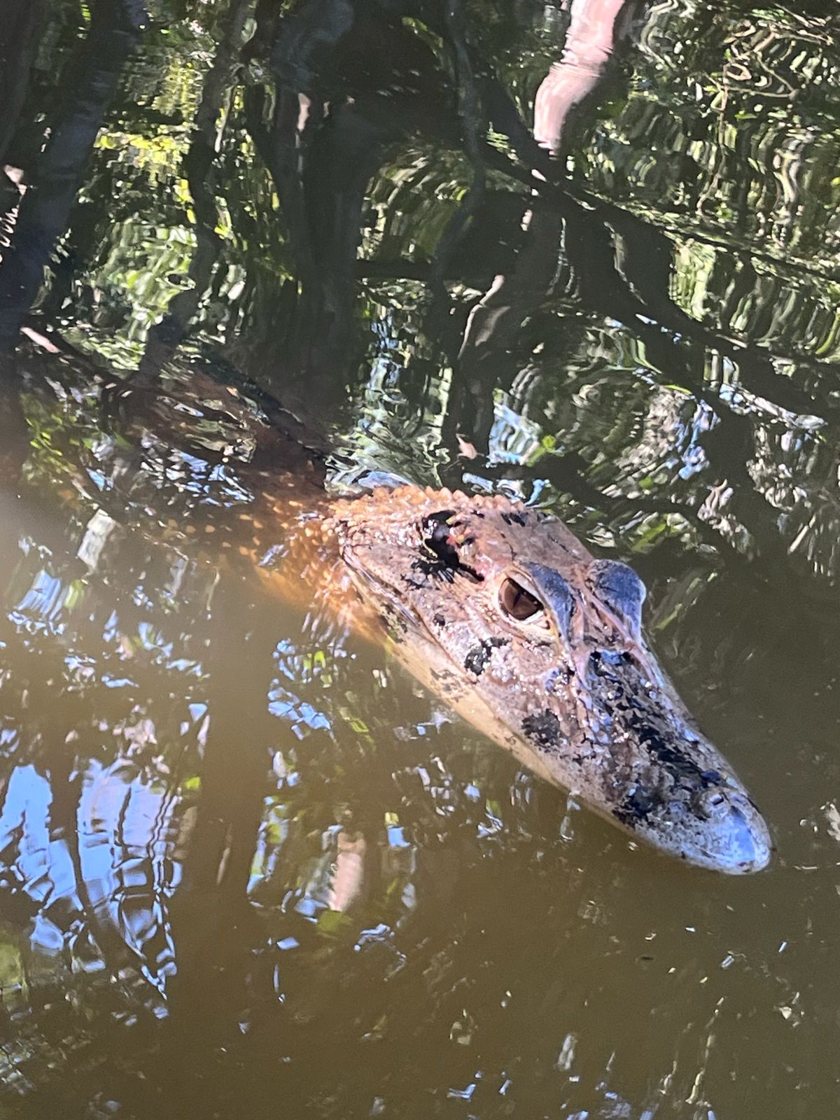 Caimán negro en el río