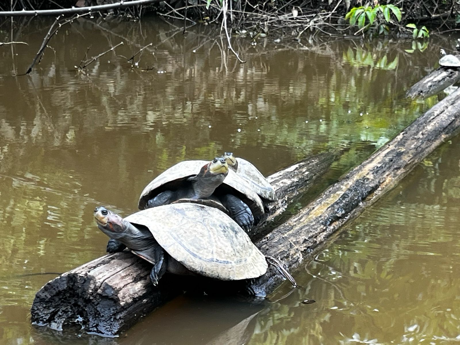Taricaya, tortuga amazónica